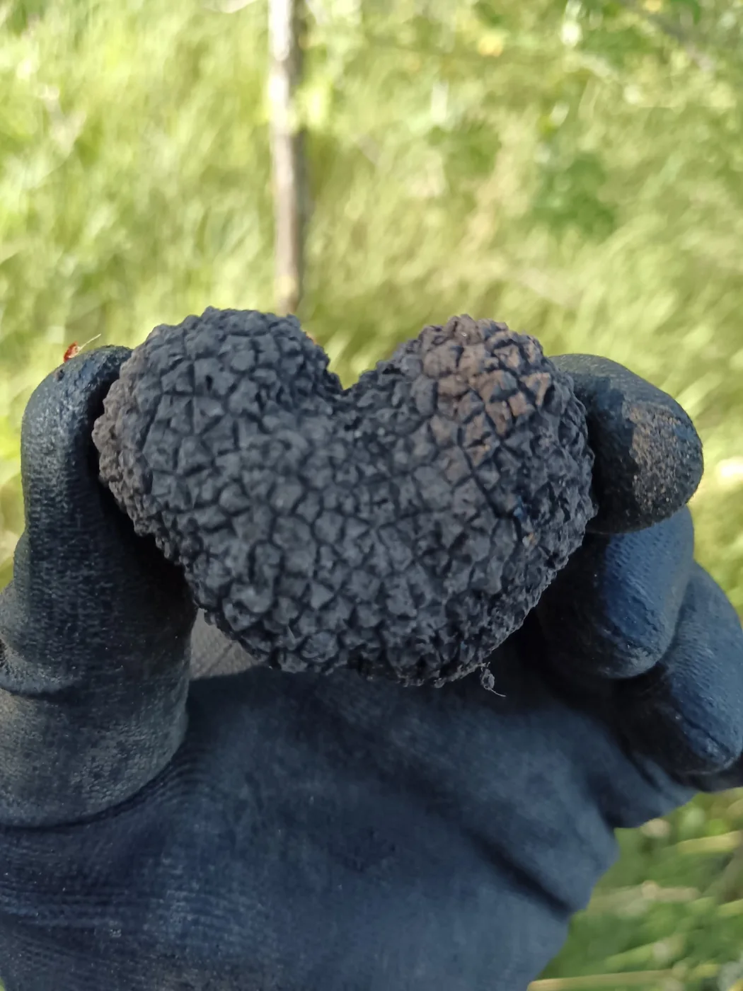Tartufo scorzone raccolto nel territorio